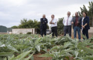 La Diputació reforça la Carxofa de Benicarló i aposta per potenciar la unió del sector i la gastronomia