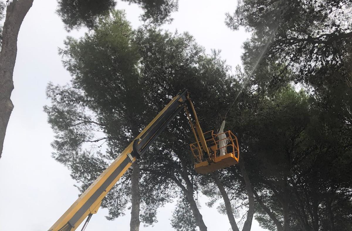 Santa Magdalena realitza el tractament de prevenció de la processionària en els pins del municipi