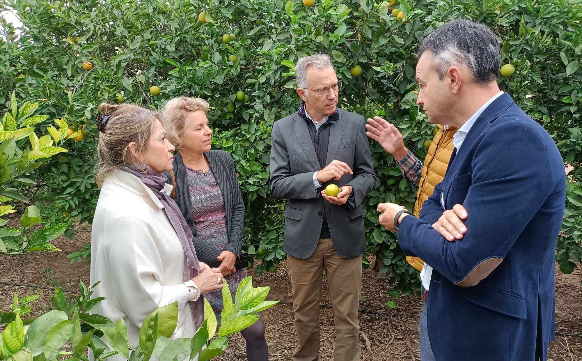 El Consell demana a Europa que estenga el tractament de fred a altres productes agraris