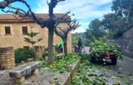 Comencen les tasques de poda dels arbres a Traiguera