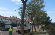 Comencen les tasques de poda dels arbres a Sant Jordi
