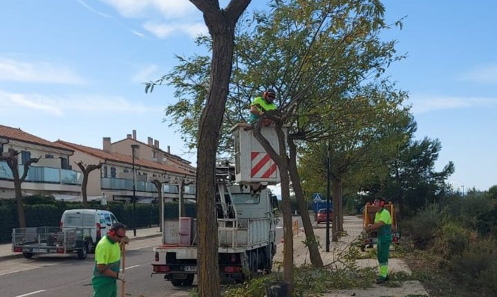 Comencen les tasques de poda dels arbres a Sant Jordi