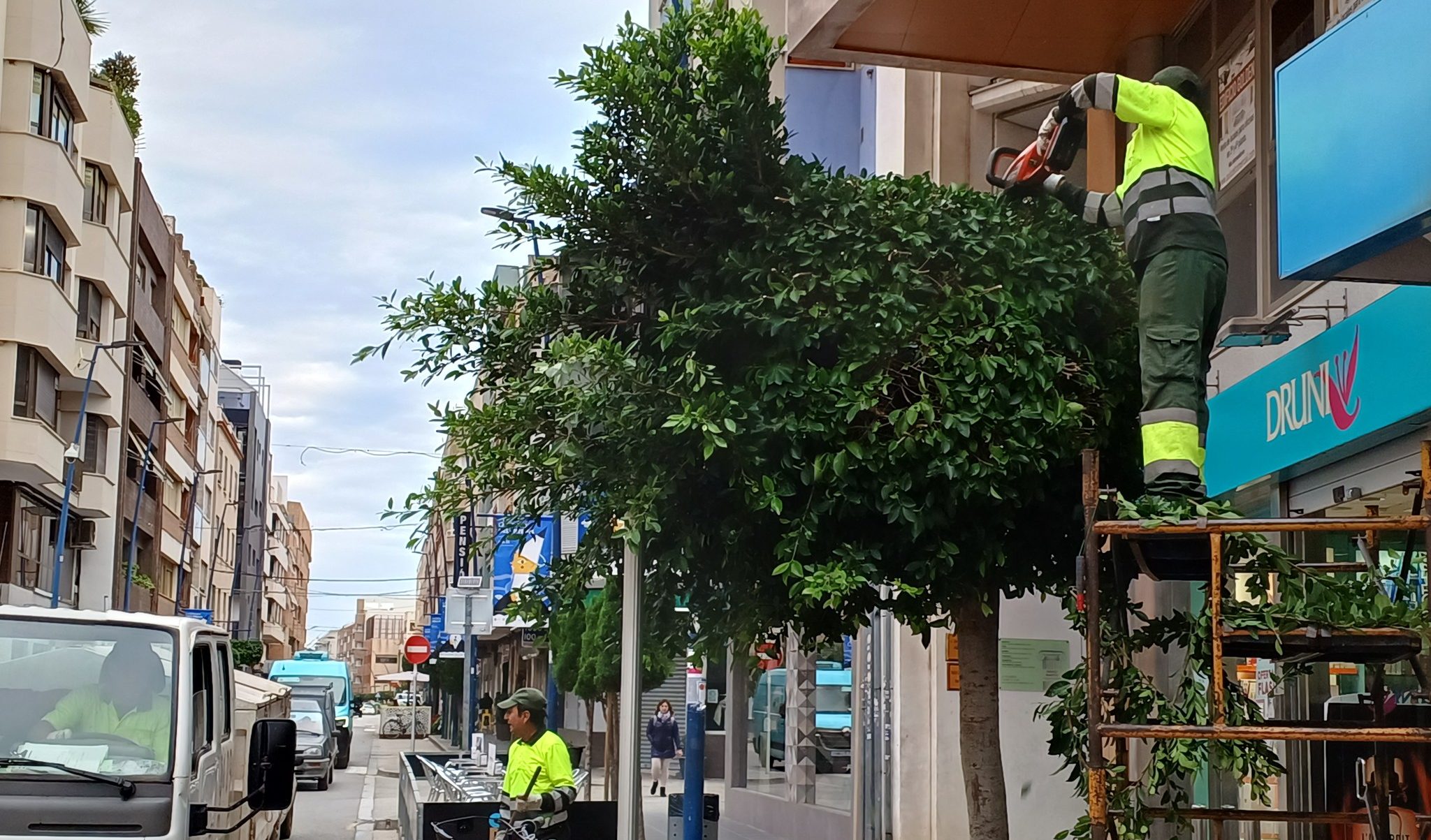 Comença la poda d'un total de 5.000 arbres en espais públics de Benicarló