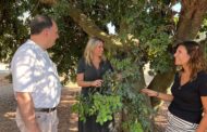 El PP lamenta que la Diputació rebutge reforçar la seguretat en el camp malgrat les 145 tones de garrofes robades
