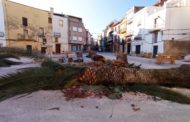 La reforma de la plaça Nova de Canet lo Roig obliga a substituir les velles palmeres per oliveres autòctones