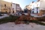 La reforma de la plaça Nova de Canet lo Roig obliga a substituir les velles palmeres per oliveres autòctones