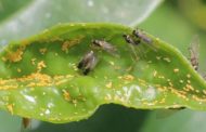Demostren la capacitat del vector Trioza erytreae de transmetre el bacteri més letal del HLB en cítrics