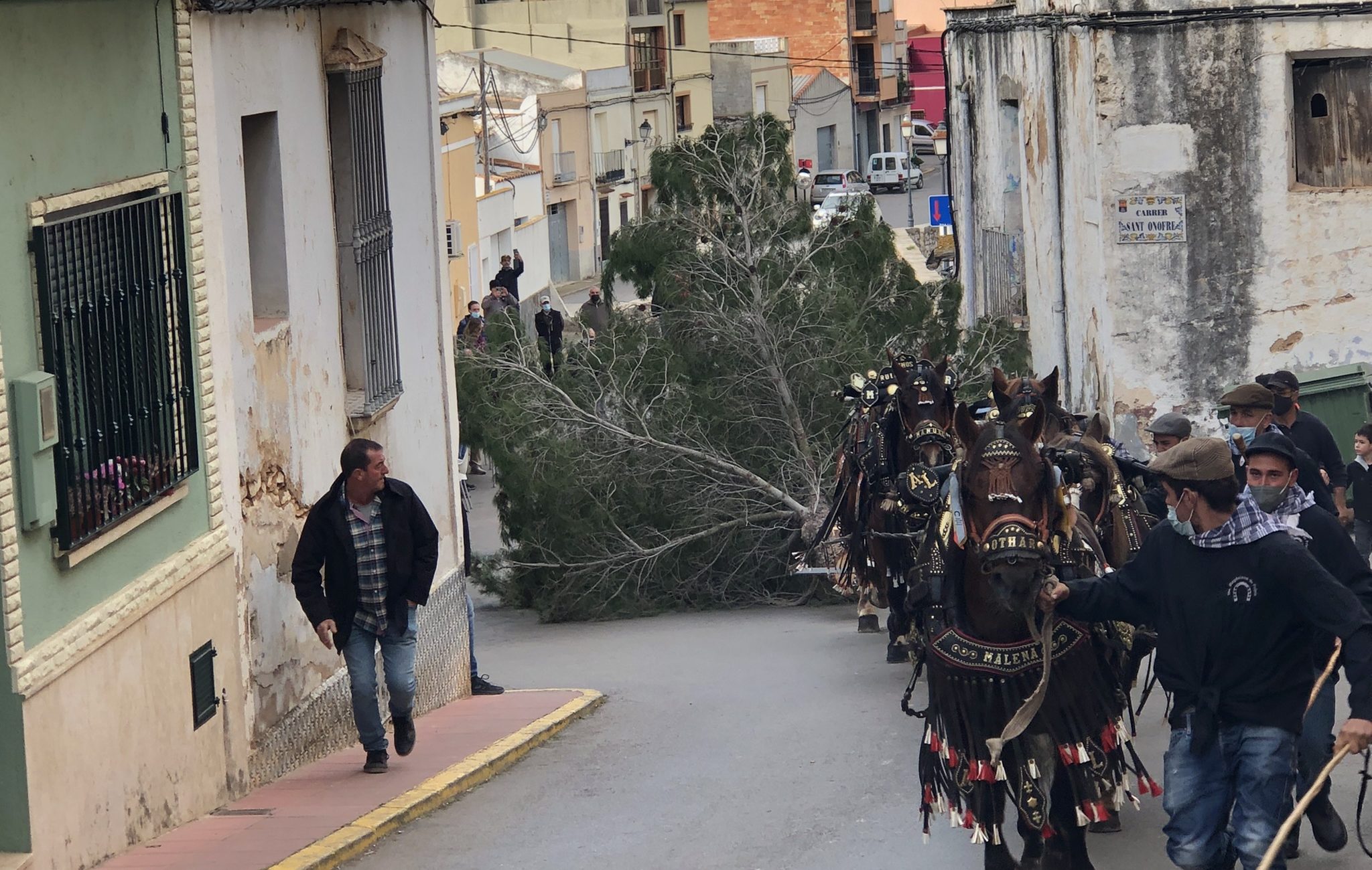 Santa Magdalena realitza aquest dissabte la tradicional entrada del pi dels Quintos i Quintes