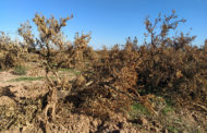 La CV augmenta un 3,9% les terres agràries abandonades i polvoritza el seu rècord amb 171.386 hectàrees