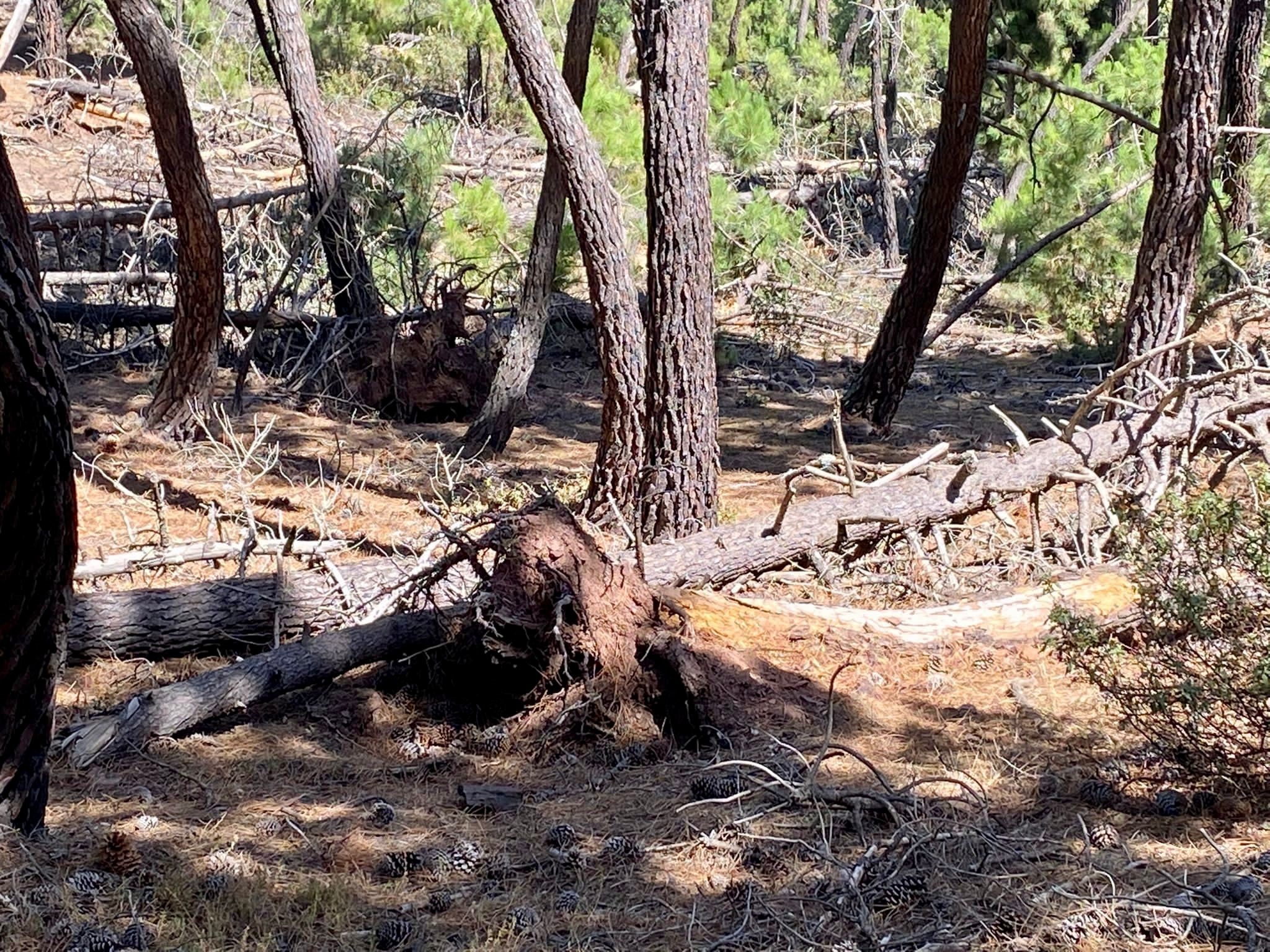 El PP posarà en marxa un pla de gestió forestal per a la neteja de muntanyes i prevenció d'incendis