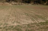El Govern publica les ajudes extraordinàries per sequera per als agricultors amb un import de 357,7 M