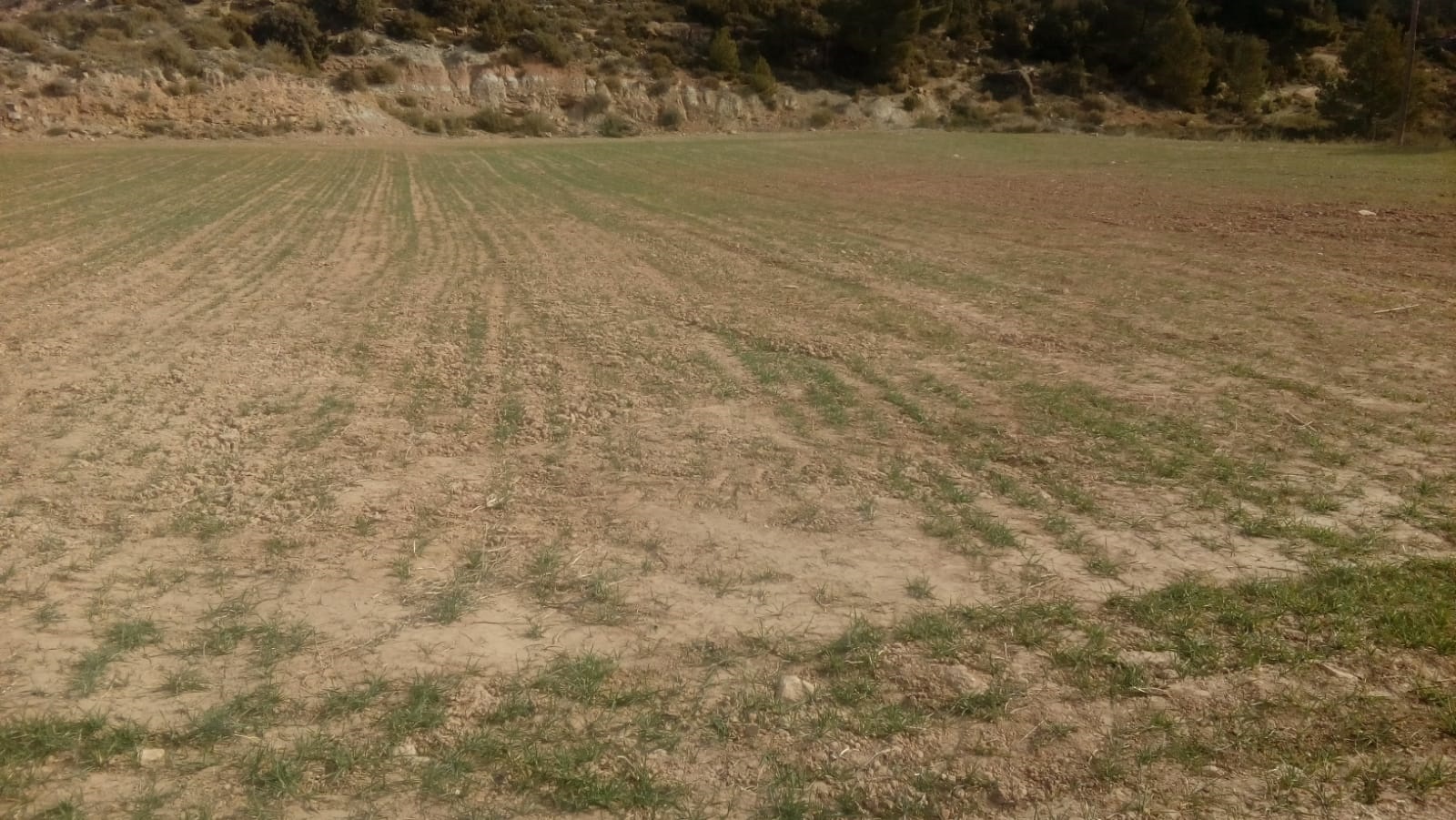AVA-ASAJA demana «passar del diagnòstic a l'acció» davant la greu sequera