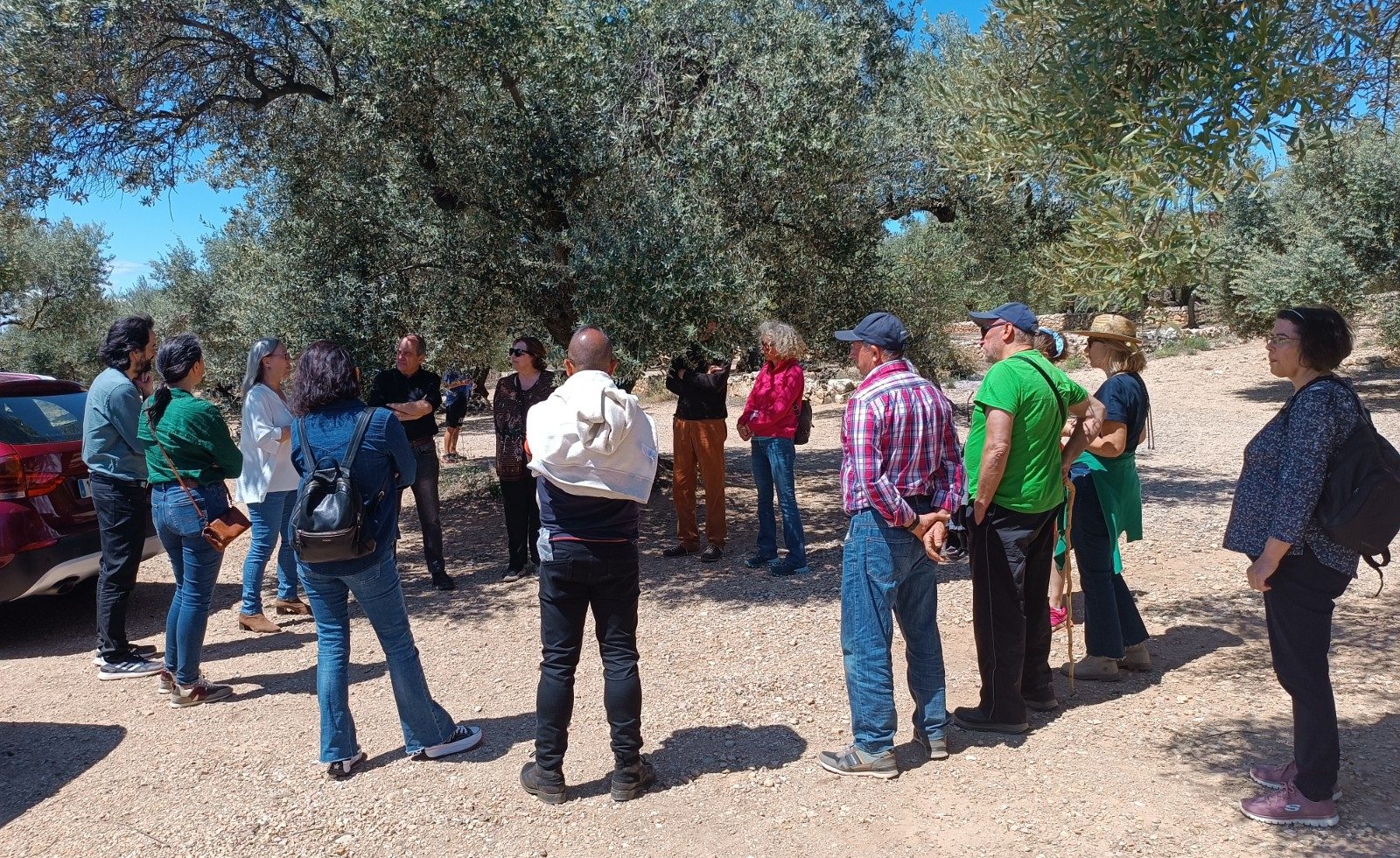 Gran èxit de la ruta de la floració de l'olivera al Territori Sénia