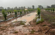 Les pluges beneficien al camp valencià, però la seua duració preocupa en fruites, hortalisses, cítrics i raïm