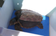 →VÍDEO. LLIURAMENT D'UNA TORTUGA A VINARÒS 14-06-2023