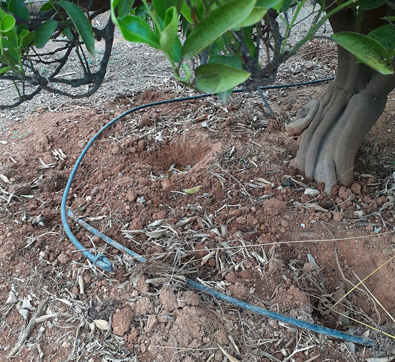 AVA-ASAJA adverteix de la pèrdua de flora autòctona a conseqüència de la proliferació de senglars