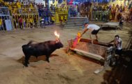 Les Festes Majors de Sant Jordi encaren la recta final amb el bou com a gran protagonista