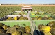Pèrdues d'uns 44 M per als productors de meló i meló d'Alger pels problemes meteorològics