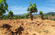 Agricultura amplia el termini de presentació de sol·licituds d'ajudes a la reestructuració i reconversió de vinya