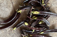AVA-ASAJA denuncia els primers robatoris de garrofes: a plena llum del dia