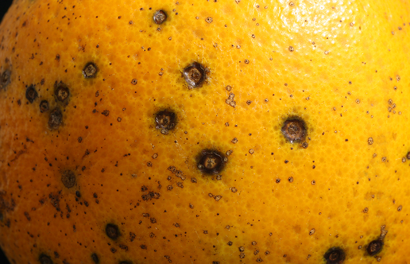 La UE va comptabilitzar en 2023, 613 intercepcions de fruites i hortalisses importades amb plagues