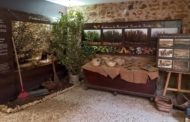 Avellanes i ametlles, tresors amagats del territori de l'Alt Maestrat