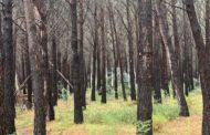 Ajudes per a inversions municipals en accessibilitat, dinamització cultural o gestió forestal