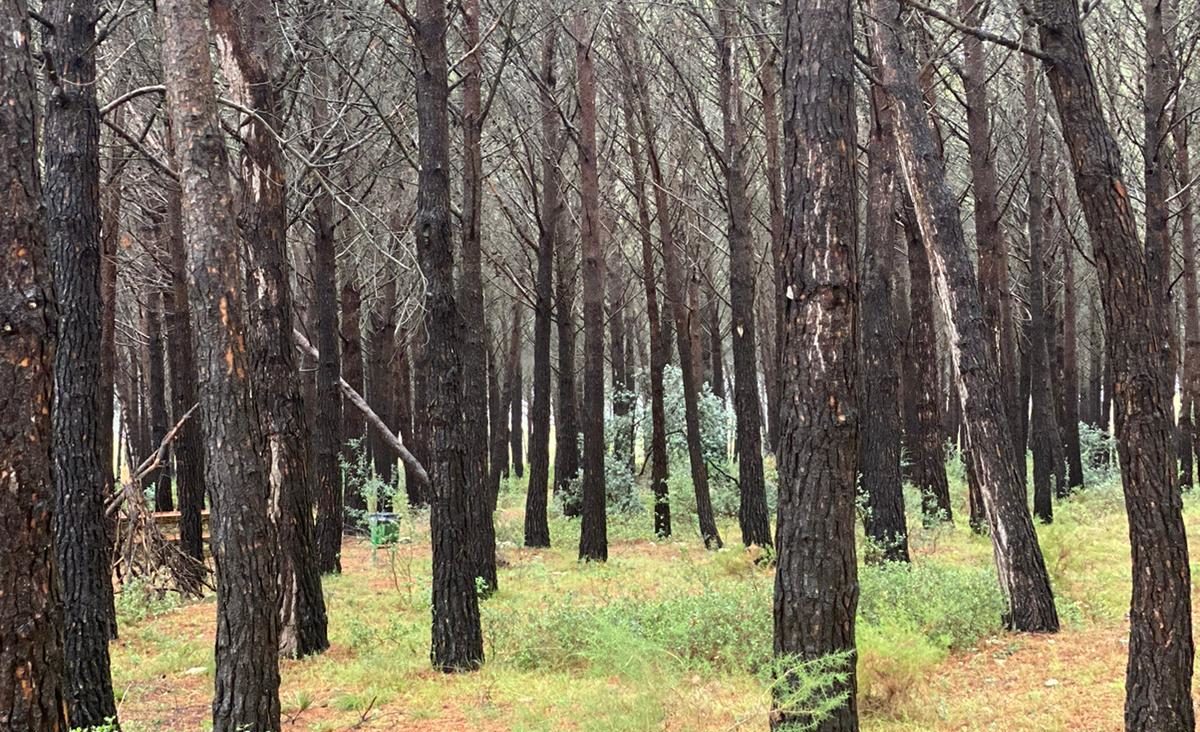 Ajudes per a inversions municipals en accessibilitat, dinamització cultural o gestió forestal