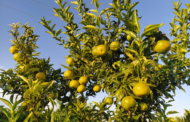 AVA-ASAJA alerta d'una nova destralada d'Agroseguro a l'assegurança de cítrics