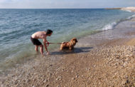 Turisme Vinaròs proposarà habilitar les platges i cales per a les mascotes durant la temporada baixa