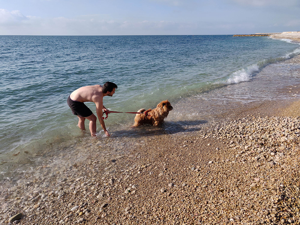 Turisme Vinaròs proposarà habilitar les platges i cales per a les mascotes durant la temporada baixa