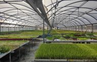 El projecte Aqua-Fong revela resultats molt prometedors per a la desinfecció del material vegetal dels vivers