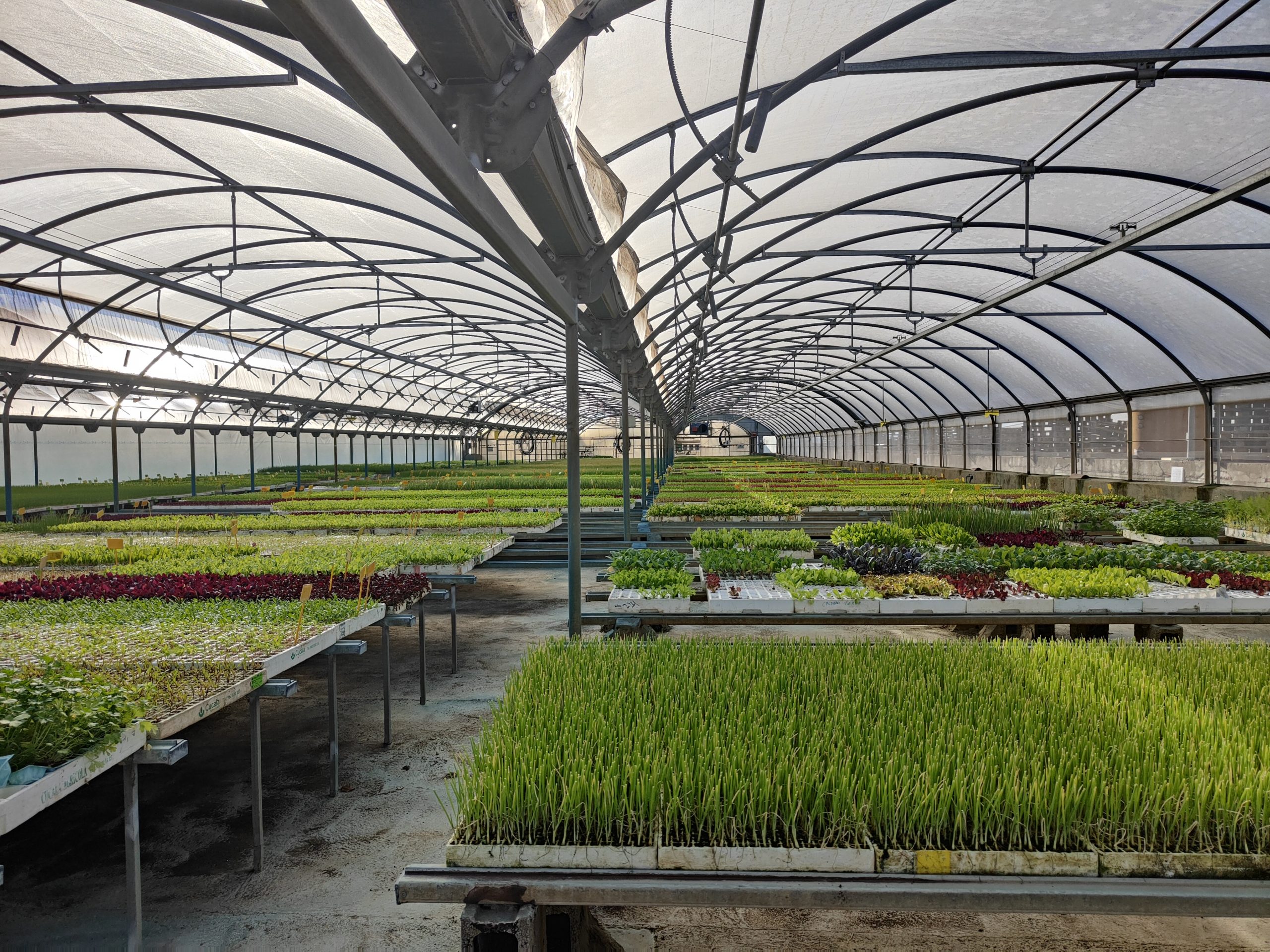 El projecte Aqua-Fong revela resultats molt prometedors per a la desinfecció del material vegetal dels vivers