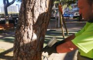 Peníscola inicia el tractament preventiu contra la processionària per a aquest hivern