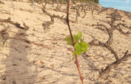 La calor i la sequera causen efectes negatius en l'agricultura i la ramaderia valenciana