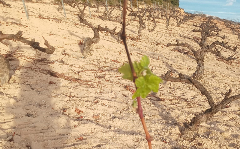 La calor i la sequera causen efectes negatius en l'agricultura i la ramaderia valenciana