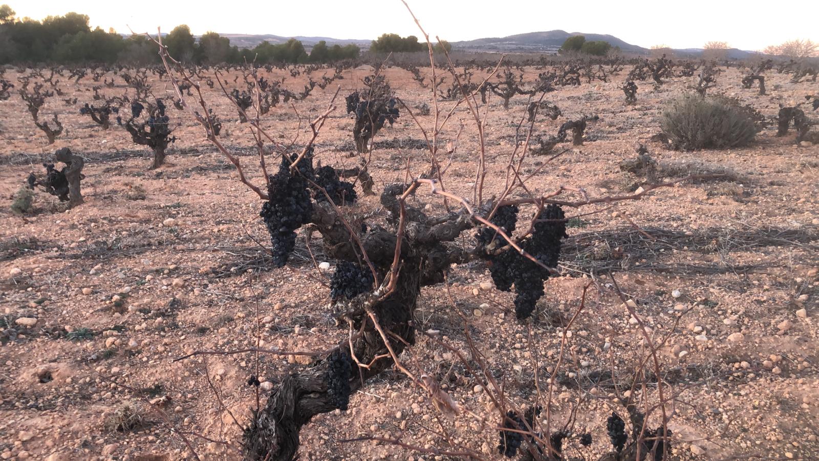 AVA-ASAJA critica que les ajudes per la sequía tornen a deixar fora al raïm i l'olivar