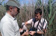 La població d'arpelles augmenta al Parc Natural del Prat de Cabanes-Torreblanca