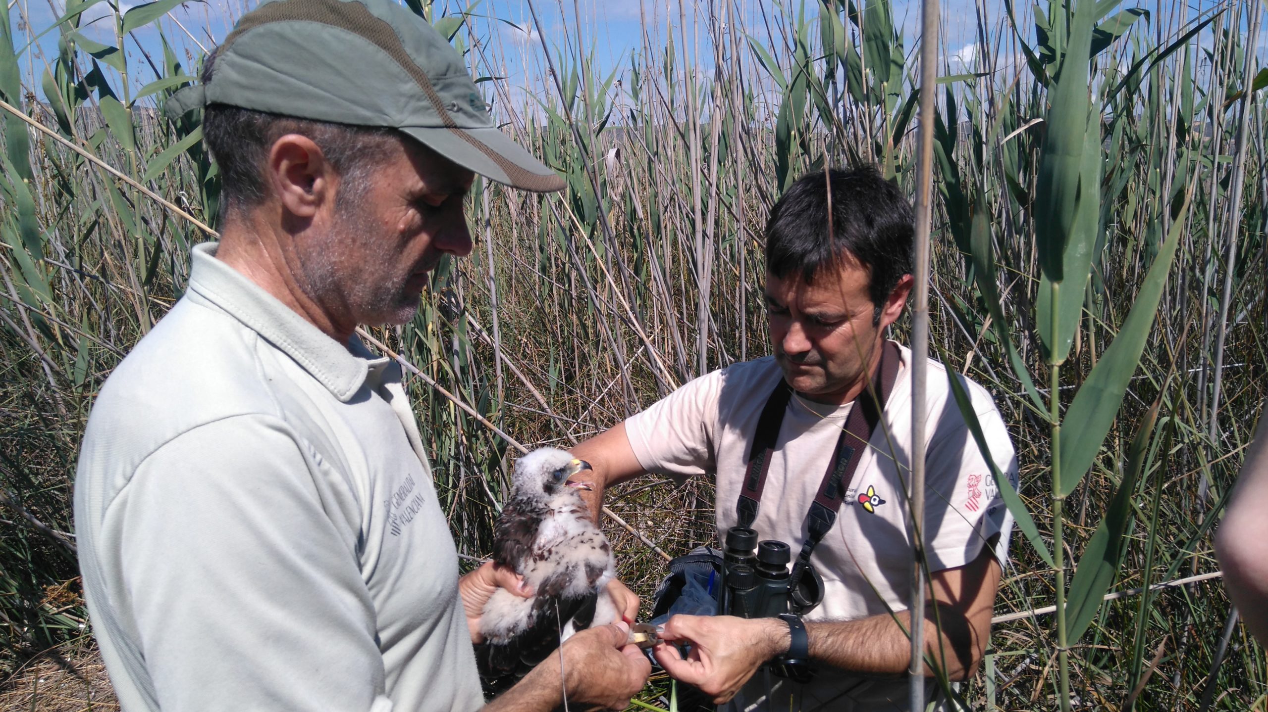 La població d'arpelles augmenta al Parc Natural del Prat de Cabanes-Torreblanca