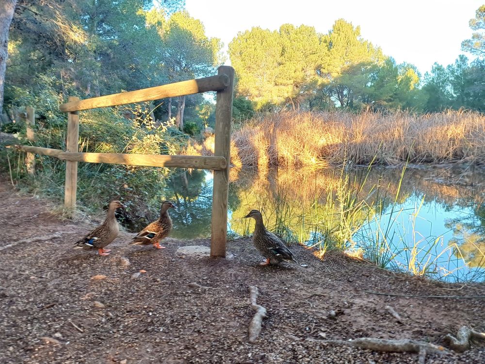 Benicarló adequarà l’entorn del paratge natural de la basseta del Bovalar