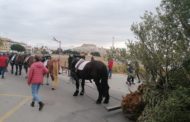 Peníscola arranca este cap de setmana la programació de Sant Antoni Abat