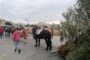 →VÍDEO. DEMOSTRACIÓ GASTRONÒMICA DE LES JORNADES DEL PINXO DE LA CARXOFA DE BENICARLÓ 11-01-2024