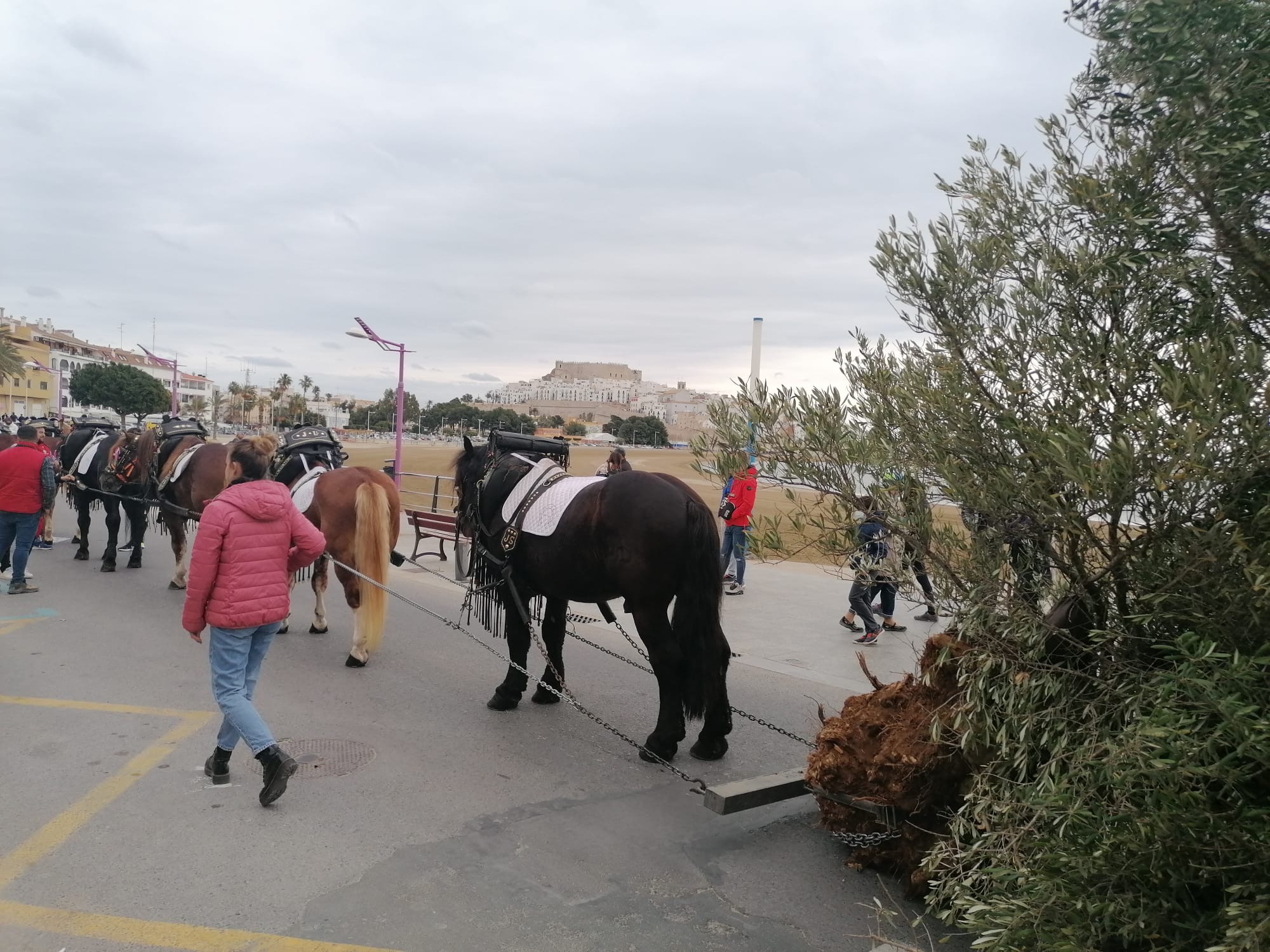 Peníscola arranca este cap de setmana la programació de Sant Antoni Abat