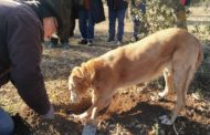 AVA-ASAJA demana al Consell la consideració del cultiu de la tòfona d'ús agrícola en lloc de forestal