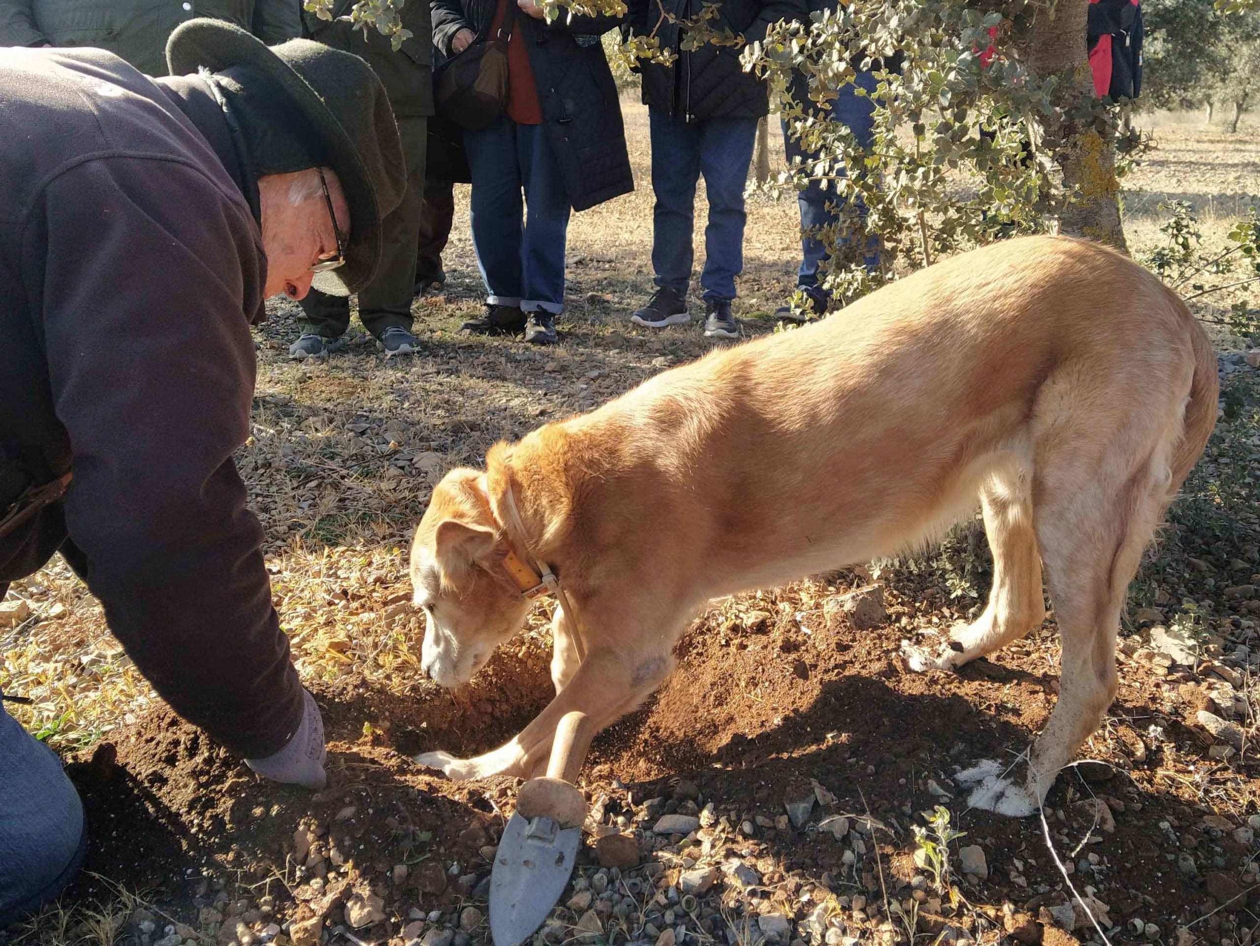 AVA-ASAJA demana al Consell la consideració del cultiu de la tòfona d'ús agrícola en lloc de forestal