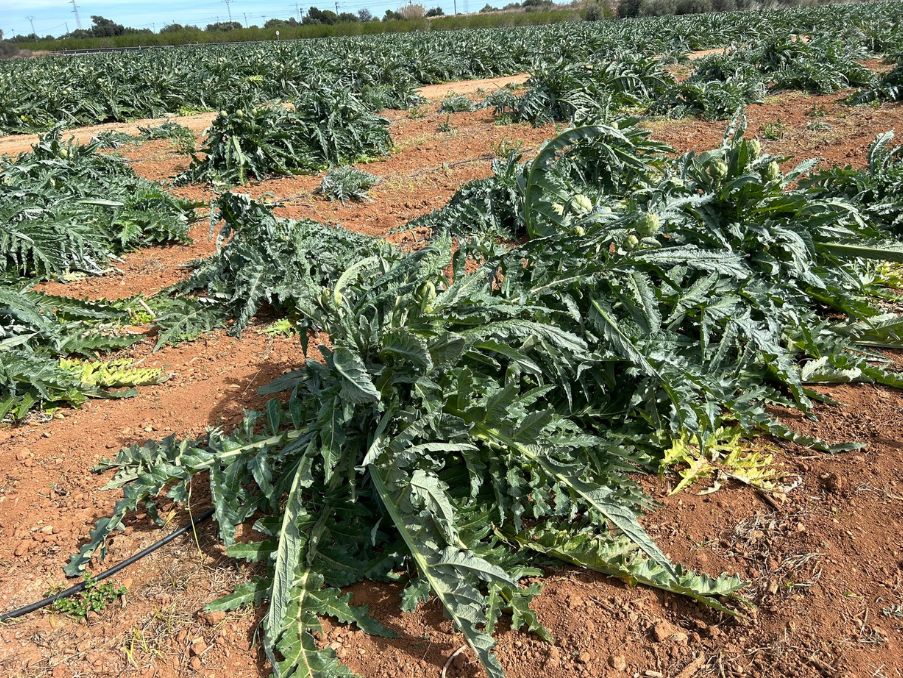 El vent provoca a Castelló danys de fins al 25% de la collita per ramejat i caiguda de fruits