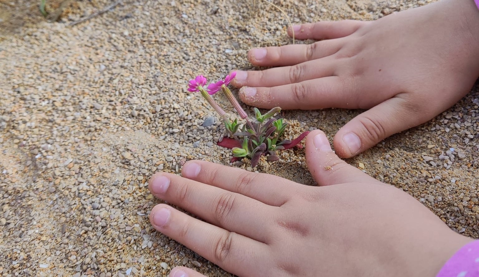 Escolars de Peníscola reforesten les dunes de la platja Nord per a reforçar la capacitat de contenció