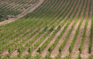 Agricultura convoca les ajudes a la reestructuració i reconversió de vinya de raïm per a vinificació