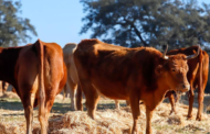 LA UNIÓ reitera la necessitat d'ajudes per als ramaders de boví amb afecció en els seus animals de l'EHE