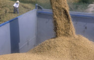 AVA-ASAJA evita que la UE tombe la clàusula automàtica de l'arròs en plena ona d'importacions